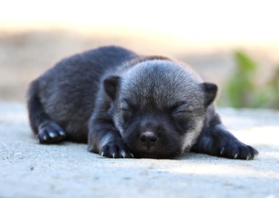 Les chiots de Spitz des Visigoths