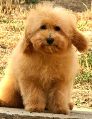 Les chiots de Caniche