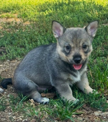 Les chiots de Spitz des Visigoths