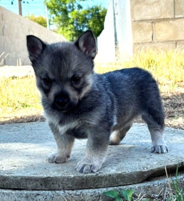 Les chiots de Spitz des Visigoths