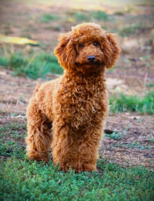 Les chiots de Caniche