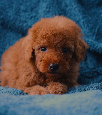 Les chiots de Caniche