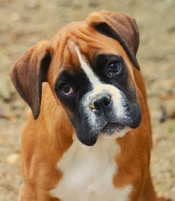 Les chiots de Boxer