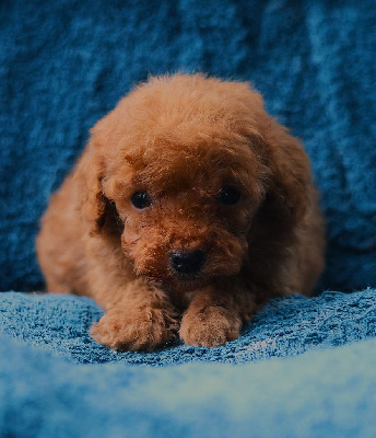 Les chiots de Caniche