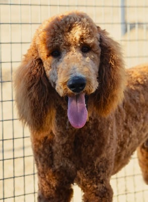 Les chiots de Caniche