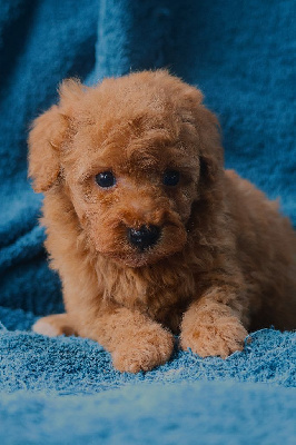 Les chiots de Caniche
