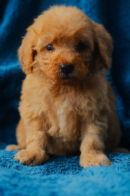 Les chiots de Caniche