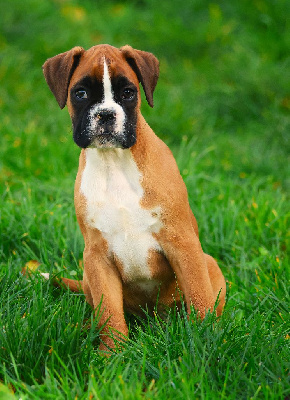 Les chiots de Boxer