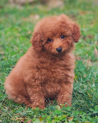 Les chiots de Caniche