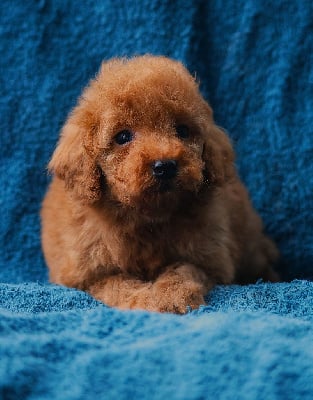 Les chiots de Caniche