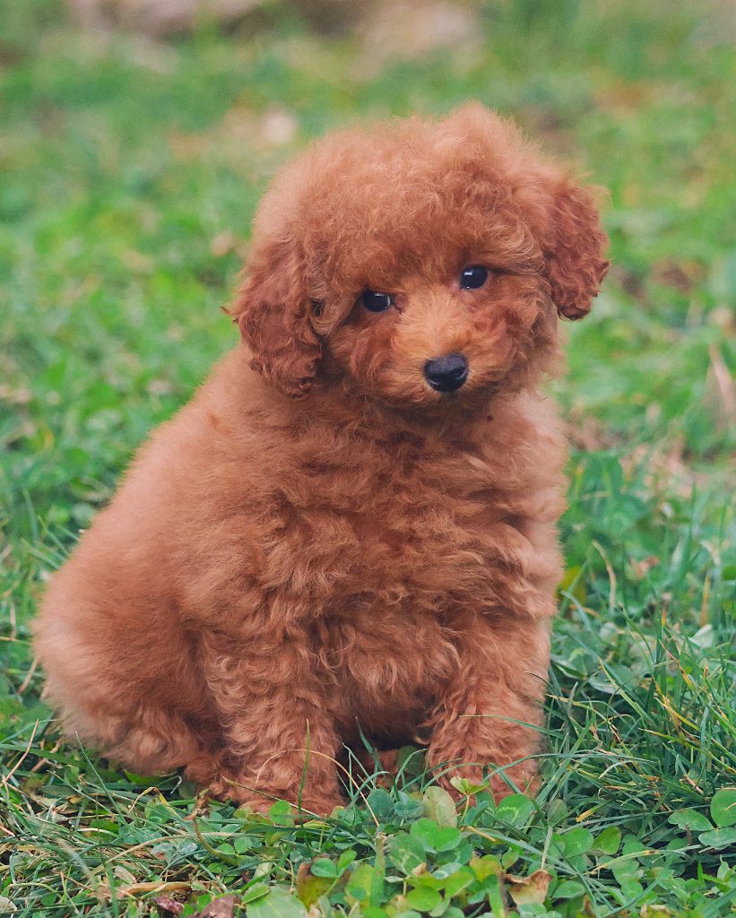 CHIOT CANICHE NAIN FAUVE