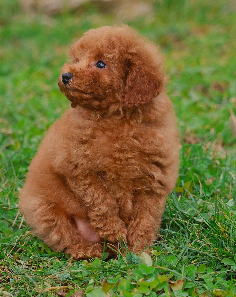 CHIOT CANICHE NAIN FAUVE