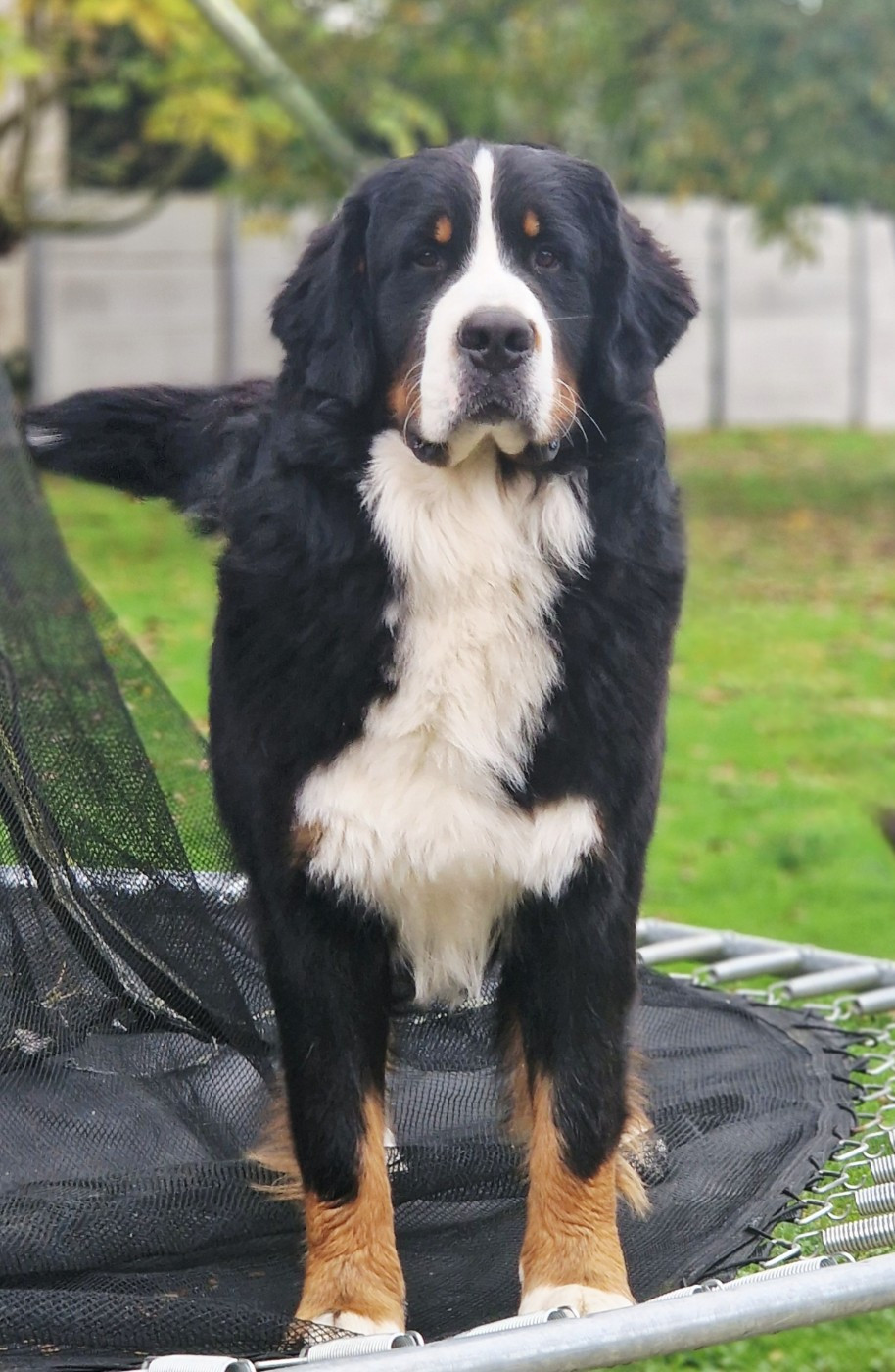 Rufin bernenska sfora