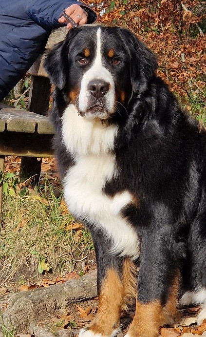 Rufin bernenska sfora