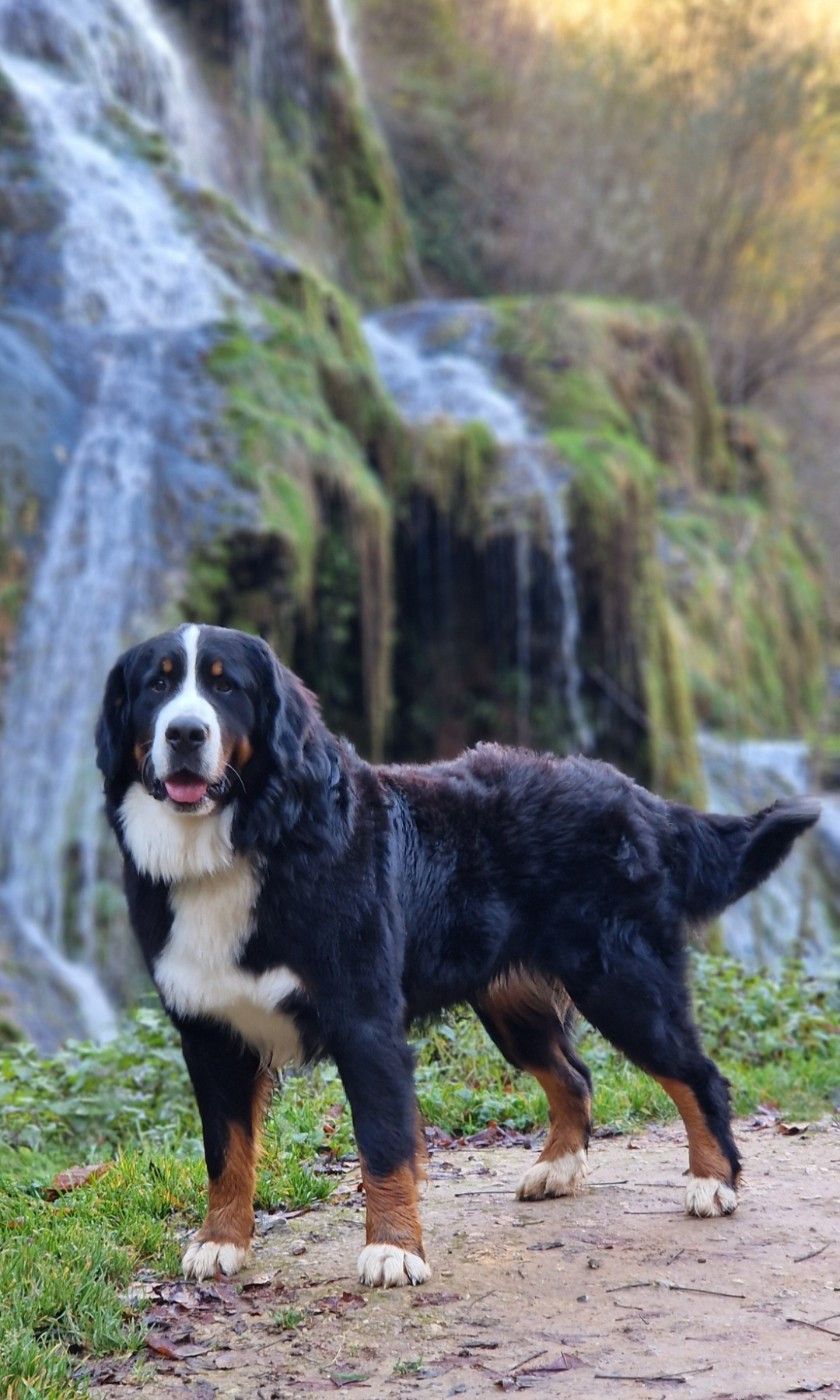 Rufin bernenska sfora