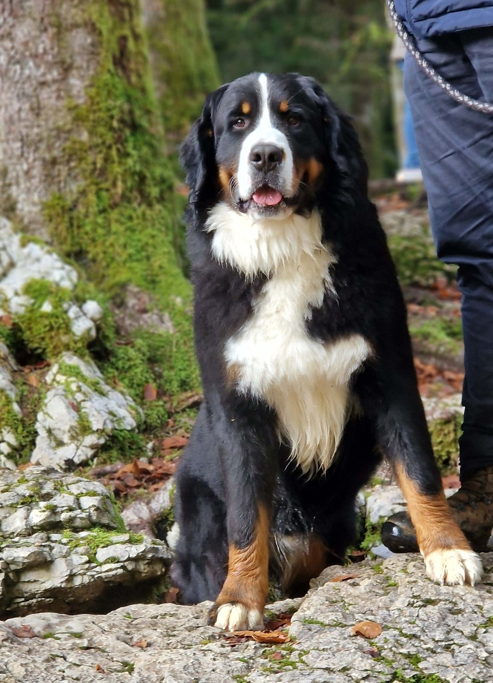 Rufin bernenska sfora