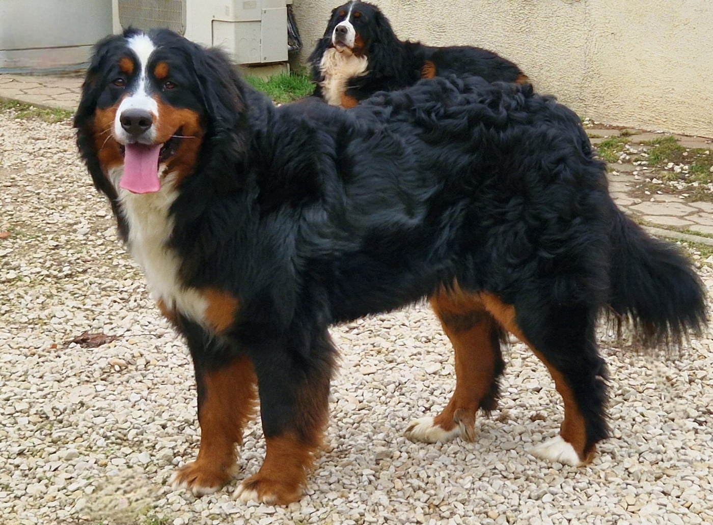 Publication : La vallée de l'echiquier