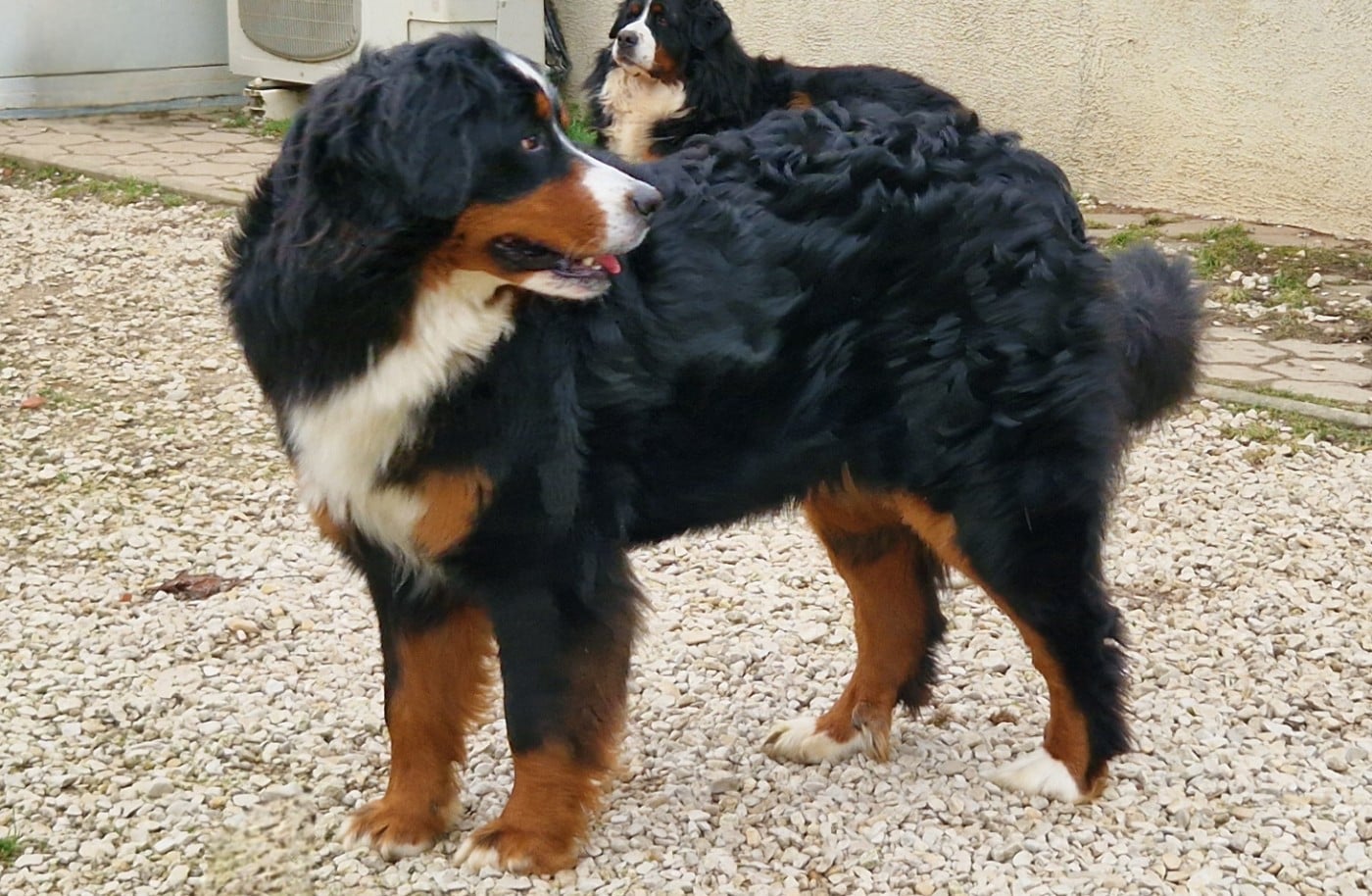 Publication : La vallée de l'echiquier