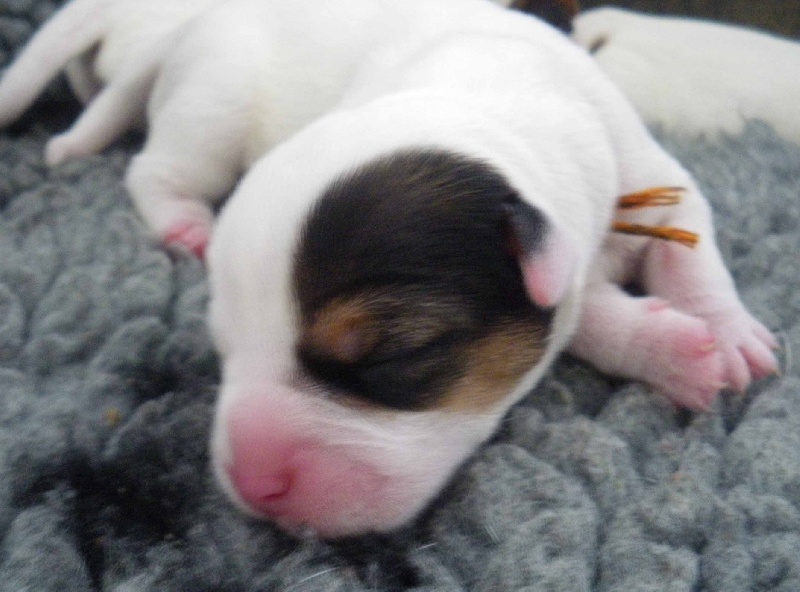 Publication : La vallée de l'echiquier