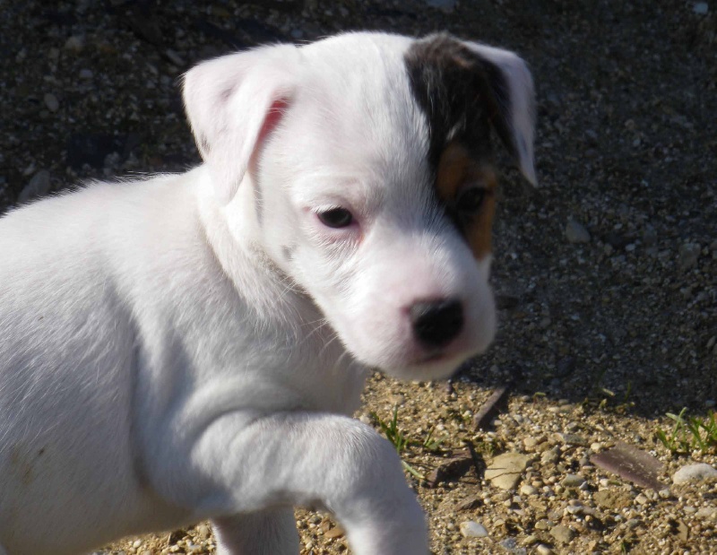 Publication : La vallée de l'echiquier