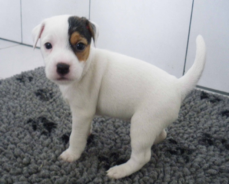 Publication : La vallée de l'echiquier