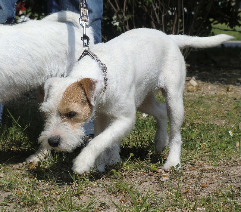 Publication : La vallée de l'echiquier