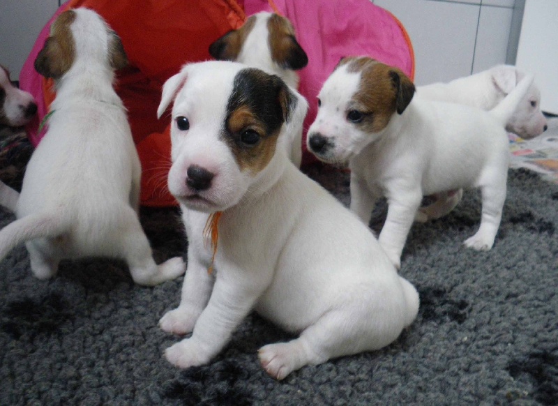 Publication : La vallée de l'echiquier