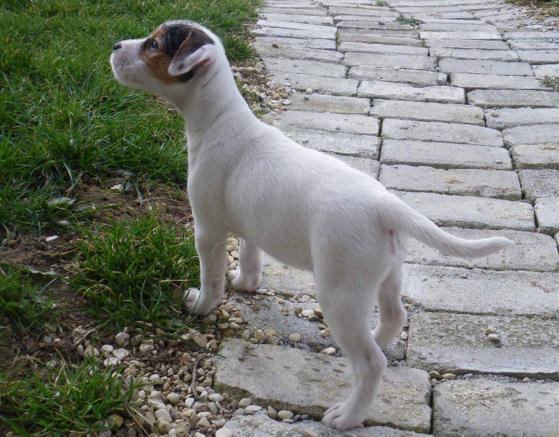 Publication : La vallée de l'echiquier