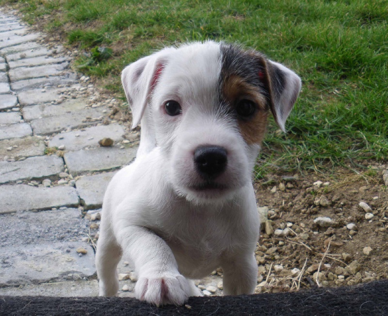 Publication : La vallée de l'echiquier