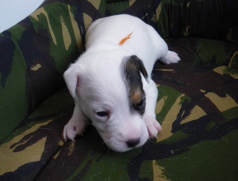 Publication : La vallée de l'echiquier