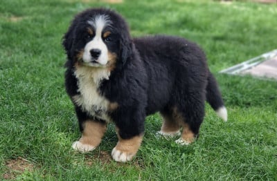 La vallée de l'echiquier