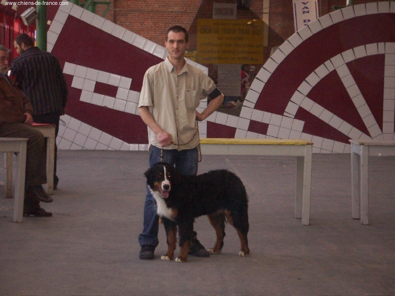 Bipsie Des hautes vernades - 2ème très prometteur classe puppy