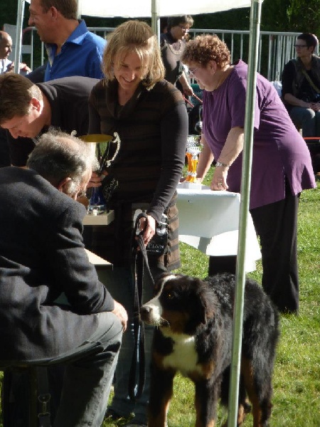 Happy de La vallée de l'echiquier - 1er très prometteur, meilleur puppy, best baby in show