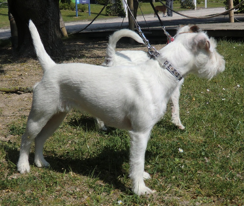 Fatal beauty dite flanelle de La vallée de l'echiquier - 1er excellent en CJF, meilleur jeune, confirmée