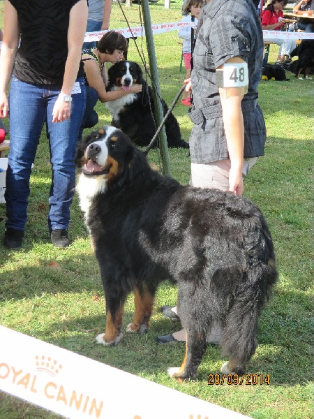 Geisha du Jardin des Muses - excellent en COF
