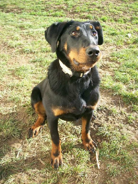 Fuertès (brevet ring) de vag-ner's mémory