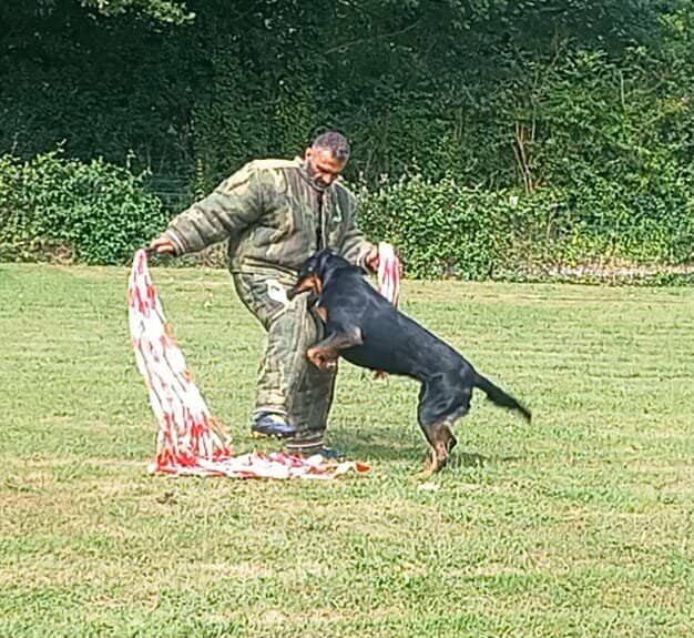 Urso de vag-ner's mémory