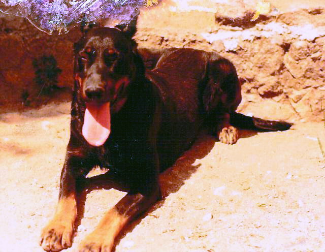 Publication : de vag-ner's mémory