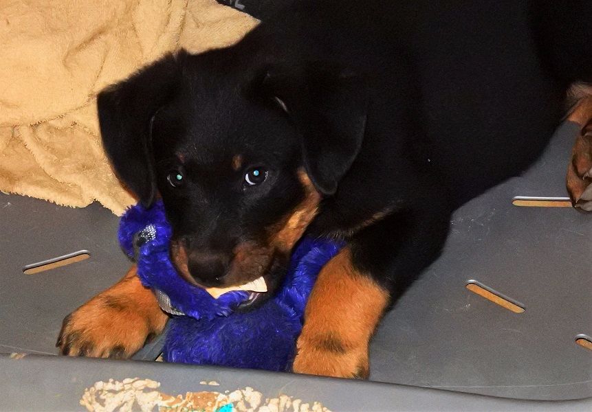 Publication : de vag-ner's mémory Auteur : F.peyrouse