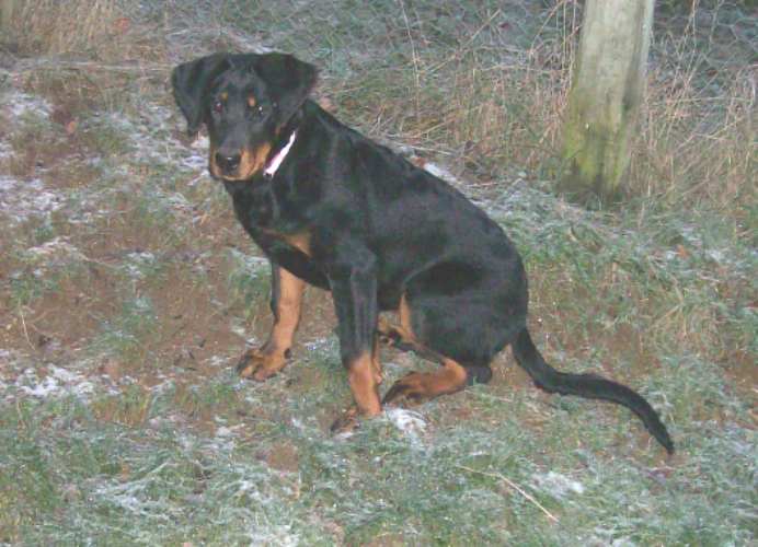 Fuertès (brevet ring) de vag-ner's mémory