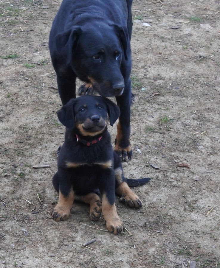 Publication : de vag-ner's mémory Auteur : F.peyrouse