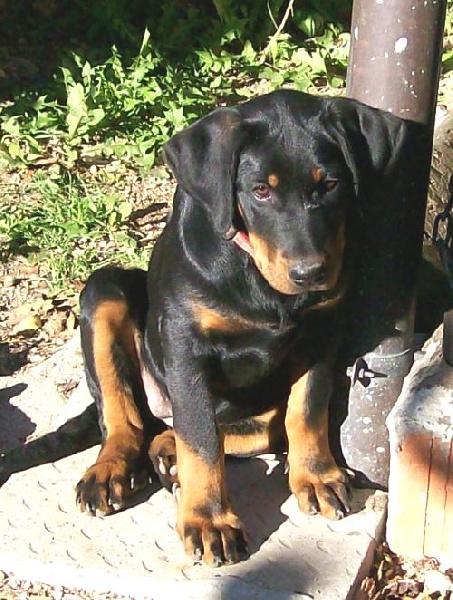 Fuertès (brevet ring) de vag-ner's mémory