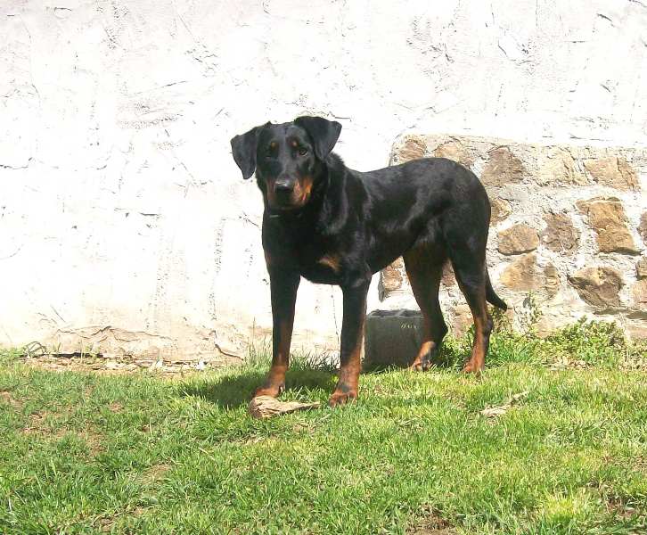 Fuertès (brevet ring) de vag-ner's mémory