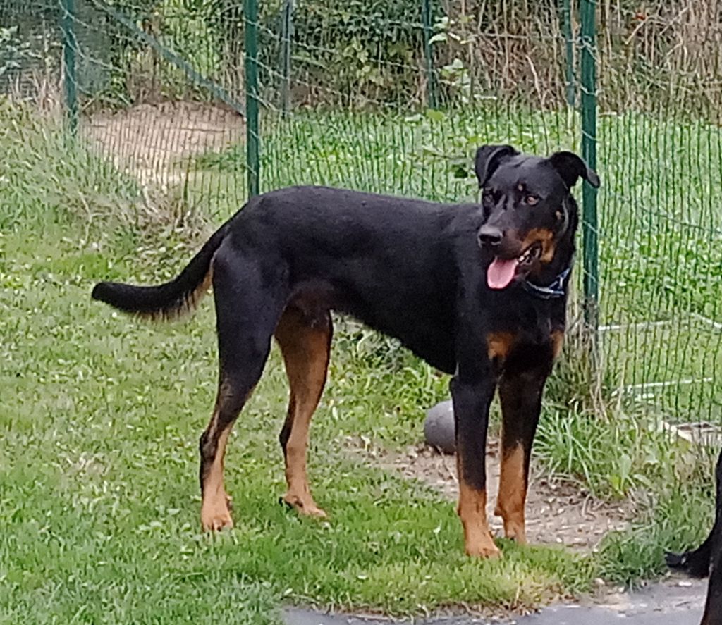 Urso de vag-ner's mémory