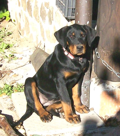 Fuertès (brevet ring) de vag-ner's mémory