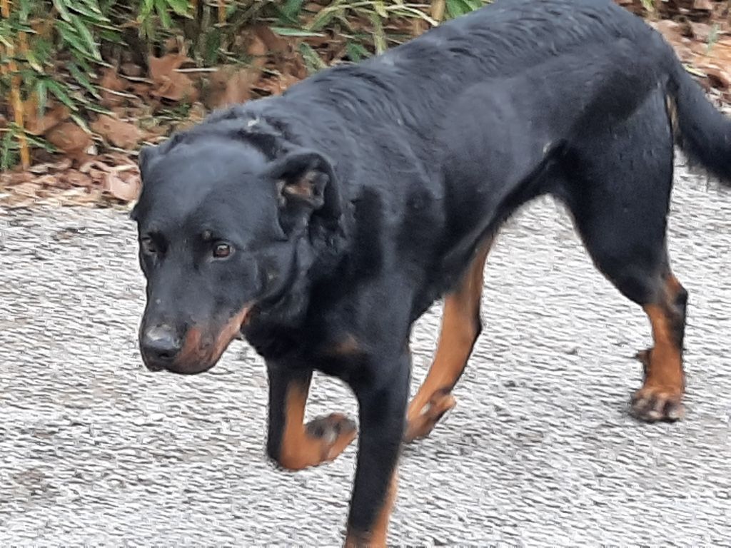 Publication : de vag-ner's mémory Auteur : françoise PEYROUSE