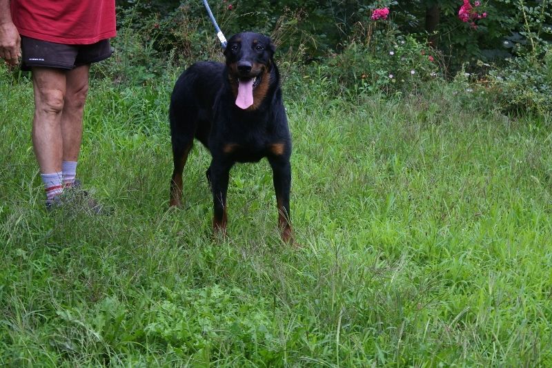 Publication : Du Royaume De Galadriel Auteur : F.Peyrouse