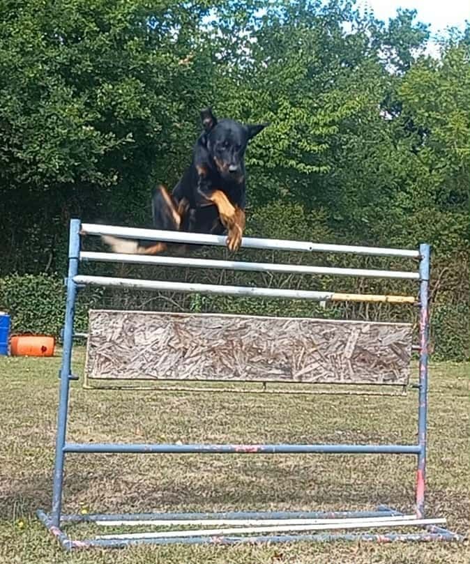 Urso de vag-ner's mémory