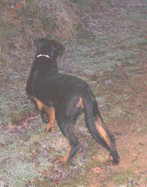 Fuertès (brevet ring) de vag-ner's mémory