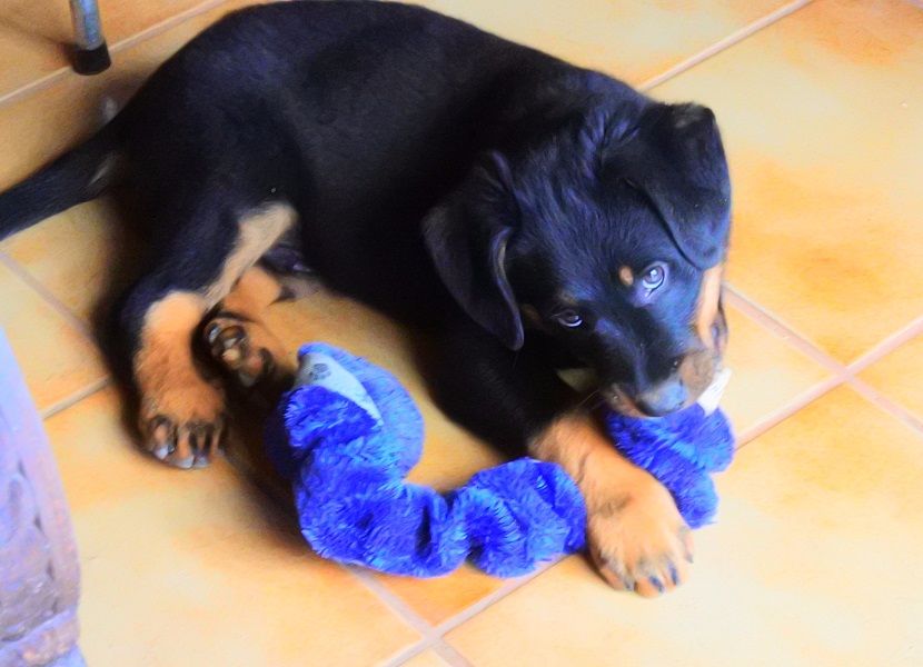 Publication : de vag-ner's mémory Auteur : F.peyrouse